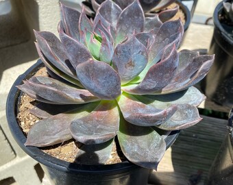 Mature Succulent Plant - Echeveria Dark Moon. A deep burgundy colored rosette that offsets profusely.