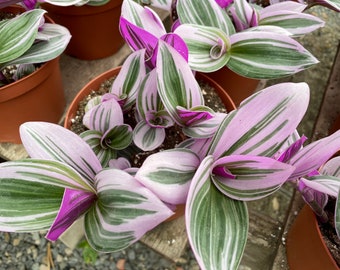 Succulent Plant -Mature Tradescantia Nanouk is a truly beautiful houseplant. Deep purple and pink shades are gorgeous. Rare plant!