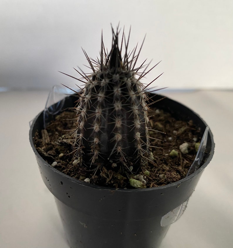 Small Cactus Plant Seliechinopsis Mirabilis. A very rare plant in dark brown and black. image 4