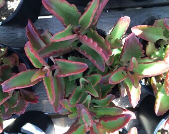 Succulent Mature Plant Kalanchoe Longiflora Coccinea  Long green and red petals with scalloped edges