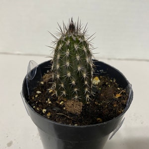 Small Cactus Plant Seliechinopsis Mirabilis. A very rare plant in dark brown and black. image 1