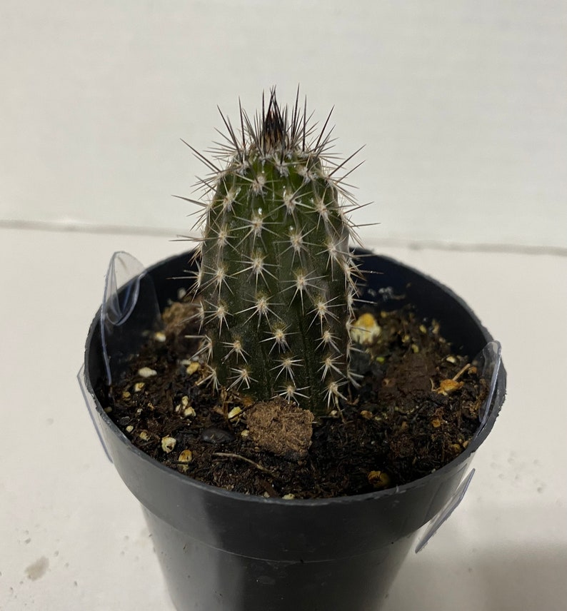 Small Cactus Plant Seliechinopsis Mirabilis. A very rare plant in dark brown and black. image 1