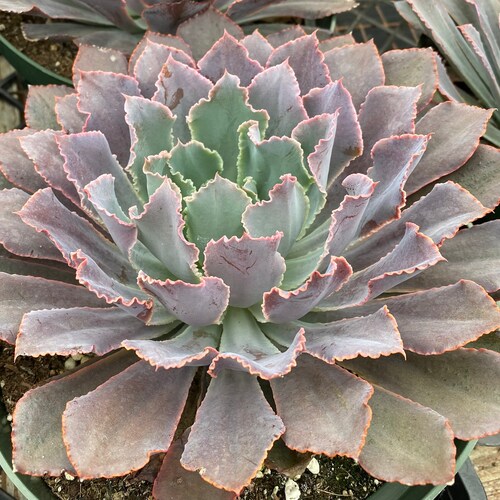 Mature Succulent Plant Echeveria Neon Breaker  A large rosette with curl edged leaves of neon purple, pink and blue tones.