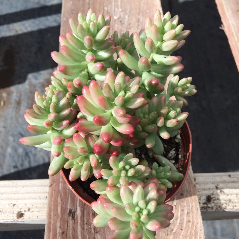 Medium Succulent Plant Sedum Aurora image 6