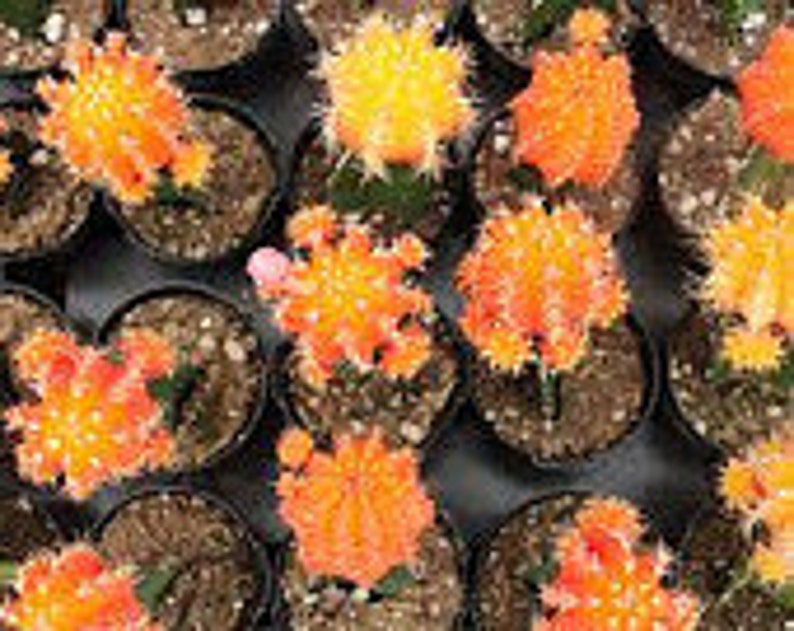 Cactus Plant Small Grafted 'Moon Cactus' Bright Orange. Adds color to your terrarium or garden. image 3