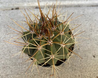 Small Cactus Plant Melocactus. A blue/green cactus with very stiff, long spines.