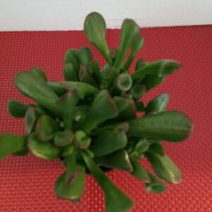 Medium Succulent Plant Ogre Ears image 2