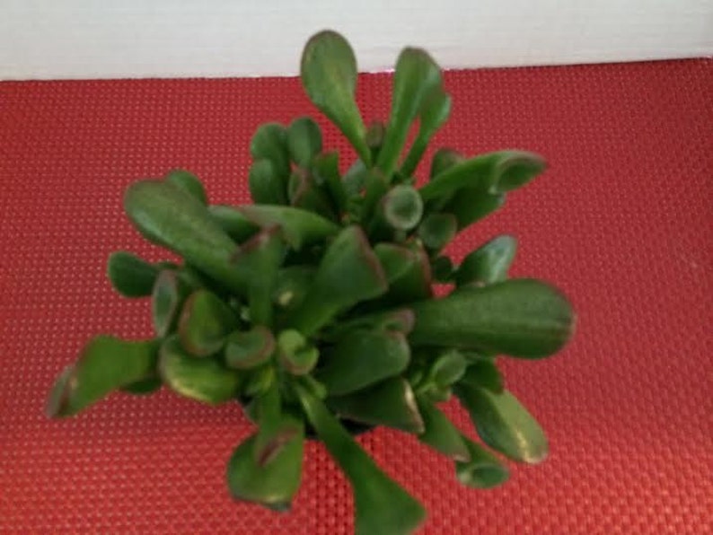 Medium Succulent Plant Ogre Ears image 2