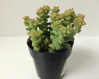 Small Succulent Plant - Crassula 'Tom Thumb'