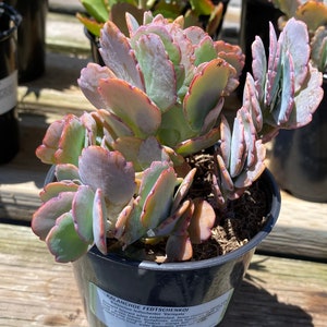 Succulent Plant Large Kalanchoe 'Aurora Borealis'. Very colorful like the true Aurora Borealis in the night sky. image 8