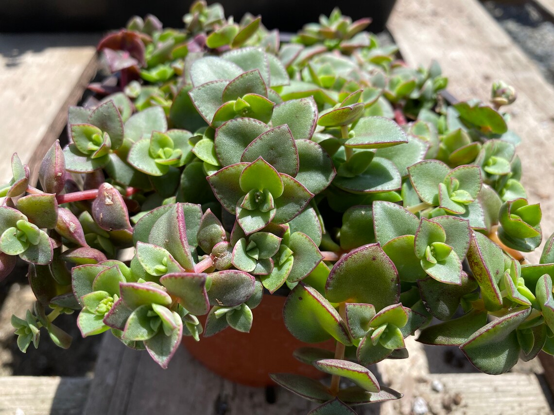 calico kitten plant