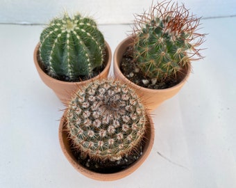 Group of Three Small Cactus shipped in Terra Cotta Pots. A great gift!! Shop Early!