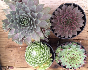 Three Medium Succulent Plants. Hen's and Chicks Assortment. An Assortment of three medium Hen's and Chicks.