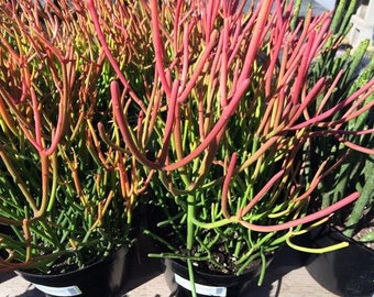 Mature Succulent Plant Firesticks Brilliant, fiery red coloring is a beautiful addition to your drought tolerant garden.