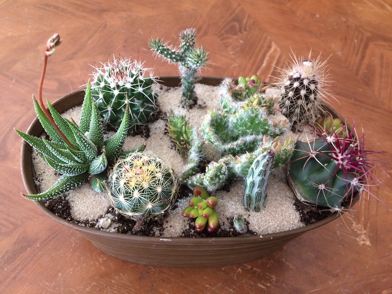 3 mini cactos  Arte com cactos, Cactos desenho, Cactos