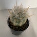 see more listings in the Cactus Plants section