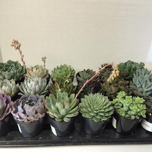 Succulent Plants A Variety Of 18 Medium Size Succulents For Garden, Wedding, Favors, Centerpieces, Boutonnieres and More immagine 2