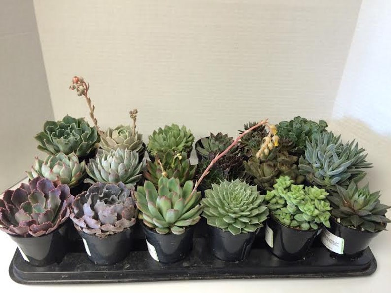 Succulent Plants A Variety Of 18 Medium Size Succulents For Garden, Wedding, Favors, Centerpieces, Boutonnieres and More immagine 2