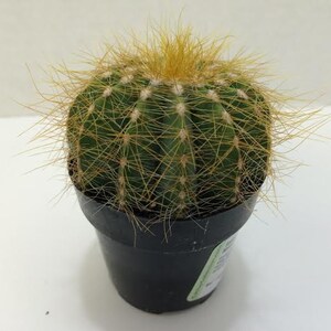 Cactus Plant. Small Balloon Cactus. A spherical golden ...