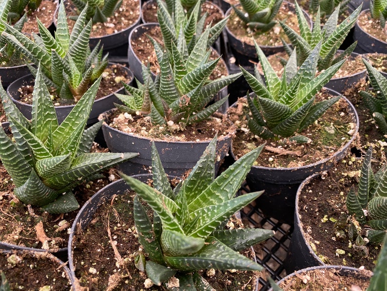 Medium Succulent Plant Haworthia Limifolia Marloth. A deep green Haworthia with numerous white ridges. image 2