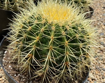 Cactus Plant Mature Golden Barrel Cactus or Echinocactus Grusonii Cactus. This cactus is a very impressive size.