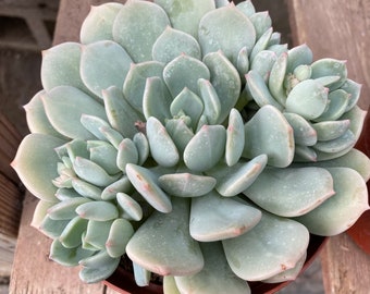 Mature Succulent Plant Graptoveria 'Moonglow'. A beautiful rosette that boasts many pale shades.