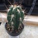 see more listings in the Cactus Plants section