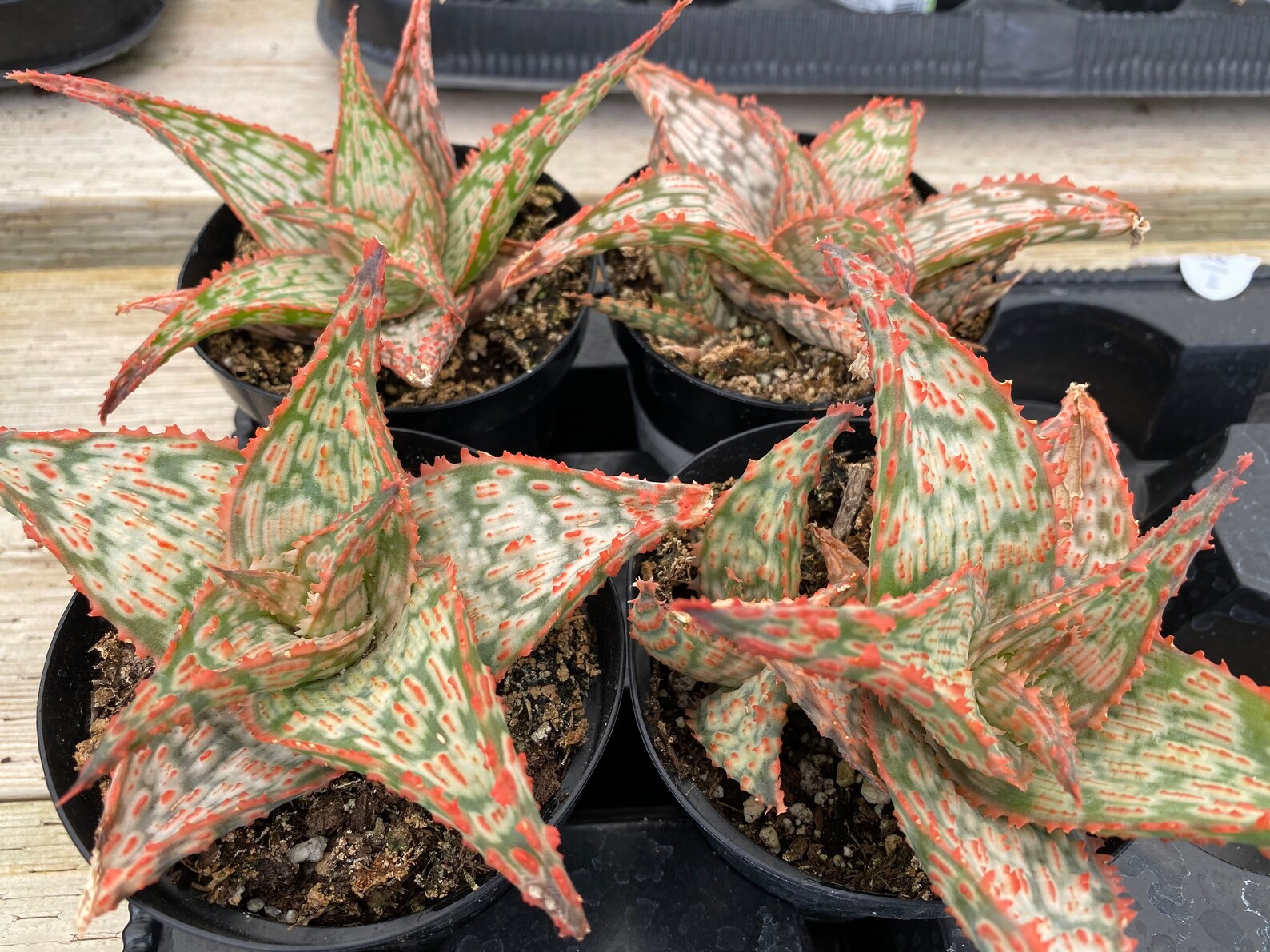 Medium Succulent Plant Star Aloe �Mauna Kea� A bright Etsy