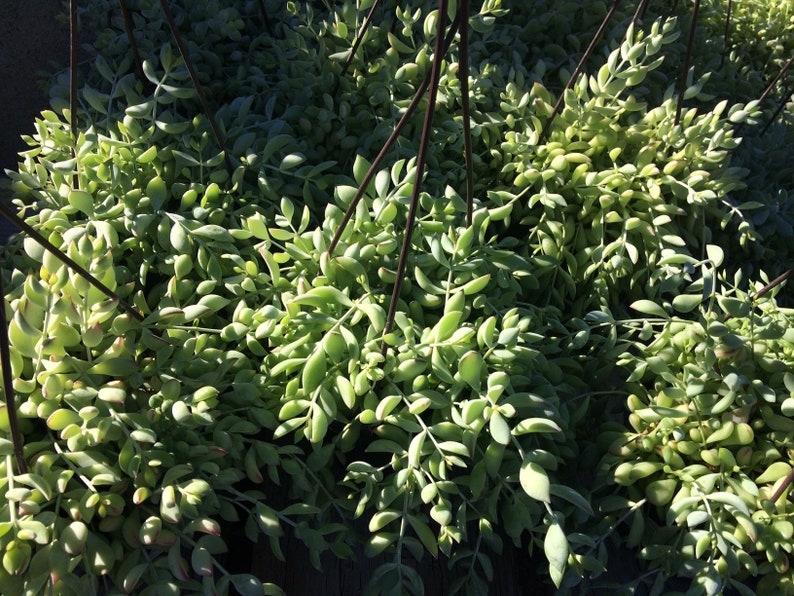 Mature Succulent Plant Cotyledon Pendend is a beautifully colored plant.
