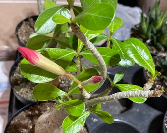 Succulent Plant Medium Adenium Obesum or Desert Rose.