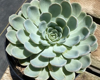 Mature Succulent Plant - Echeveria Artic Ice. A beautiful rosette with opalescent white leaves.