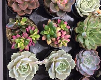 Succulent Plants - 40 Party Pack  For Terrariums, Wedding, Favors, Centerpieces, Boutonnieres and More