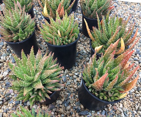 Mature Aloe Crosby's Prolific. A Beautifully Colored, Hybrid Aloe. - Etsy