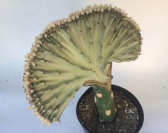 Cactus Plant. Large Crest Grafted Cristata Cactus. Alabaster on green, beautiful coloring and unique shape.