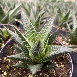 Medium Succulent Plant Haworthia Limifolia Marloth. A deep green Haworthia with numerous white ridges. image 5