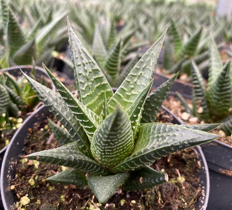 Medium Succulent Plant Haworthia Limifolia Marloth. A deep green Haworthia with numerous white ridges. afbeelding 5