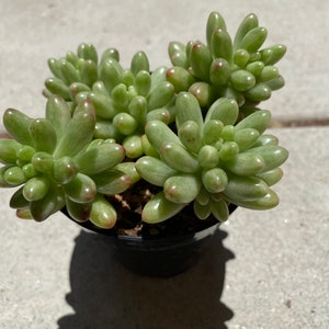 Medium Succulent Plant Sedum Aurora image 9