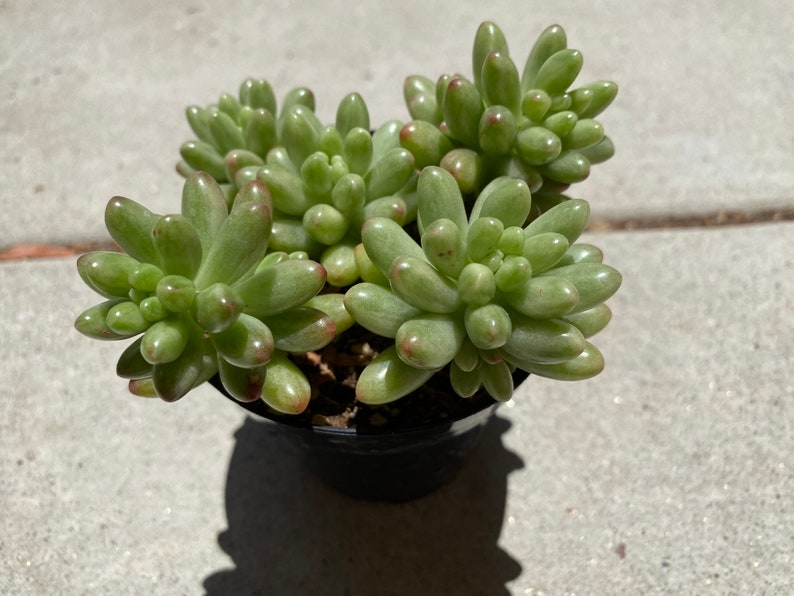 Medium Succulent Plant Sedum Aurora image 9