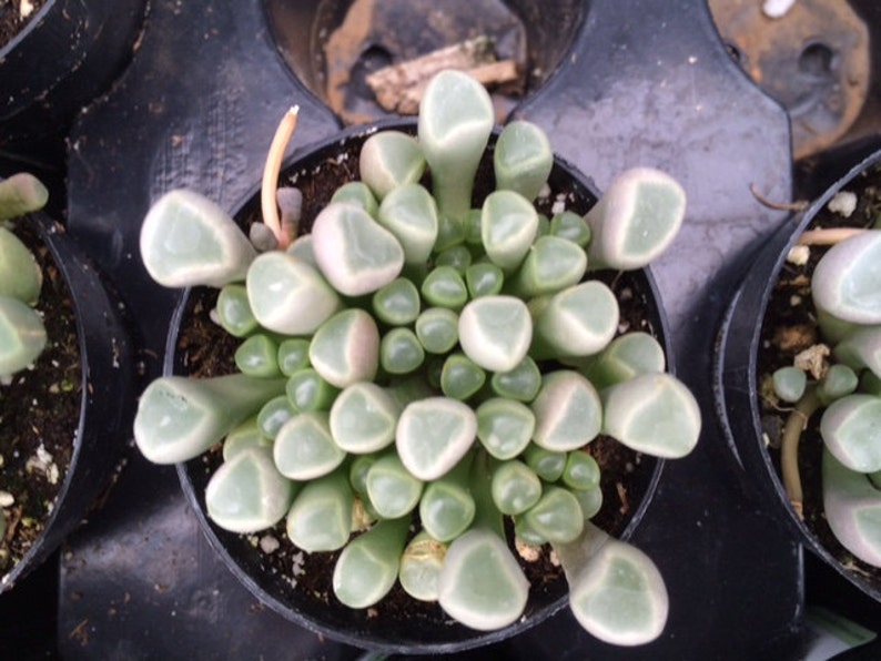 Small Succulent Plant Baby Toes image 4