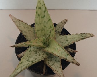 Succulent Plant Medium  Aloe 'Pink Thing'.  An off white, star shaped Aloe with green flecks and pink tinged margins.