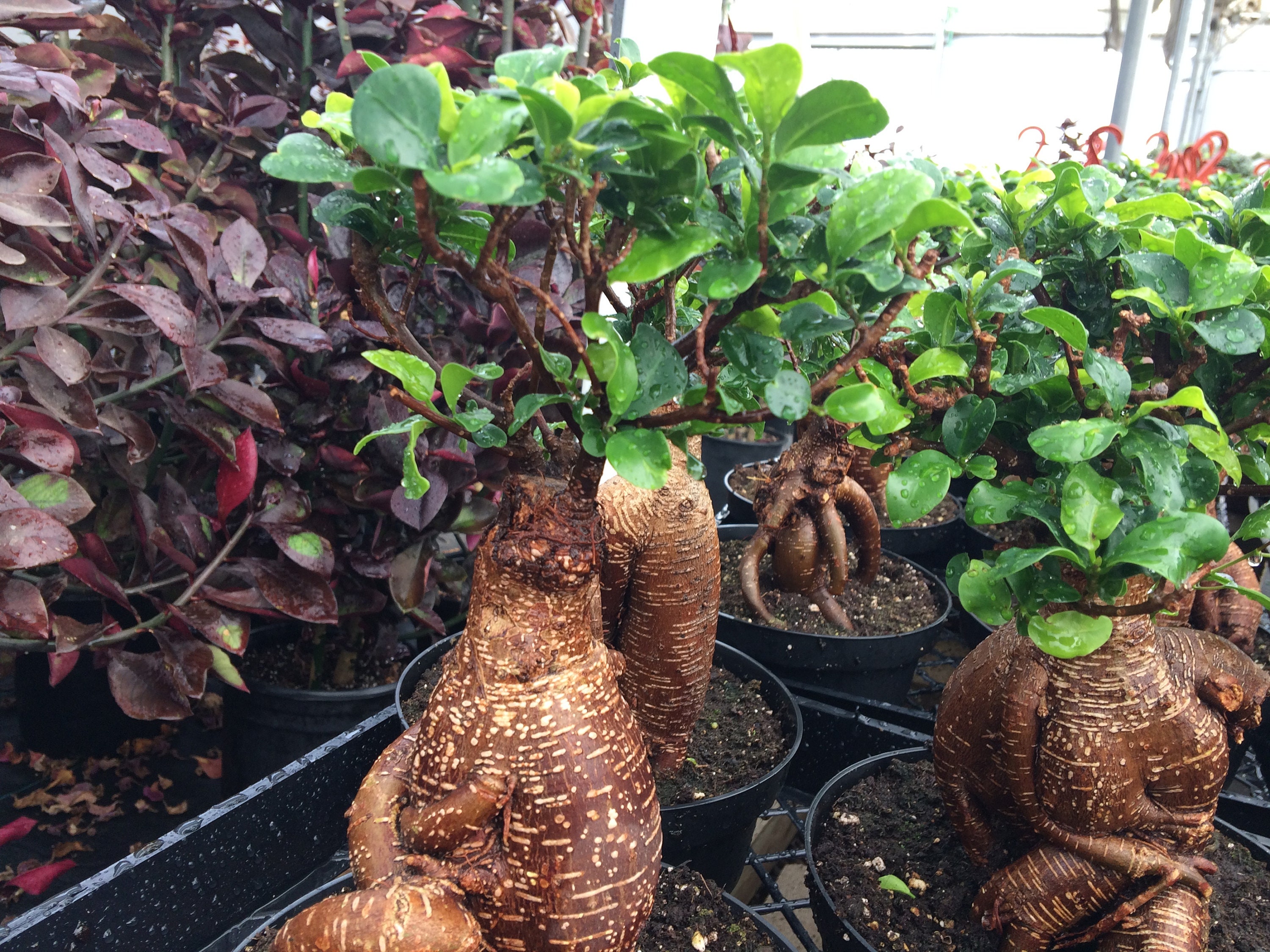 Mature Succulent Plant Ficus Ginseng. A uniquely shaped plant. -   Portugal