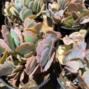 Succulent Plant Large Kalanchoe 'Aurora Borealis'. Very colorful like the true Aurora Borealis in the night sky. image 3