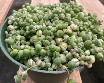 Mature Succulent Plant - Variegated Senecio Rowleyanus 'String of Pearls'. Variegated green and white Pearls. A rare hybrid.