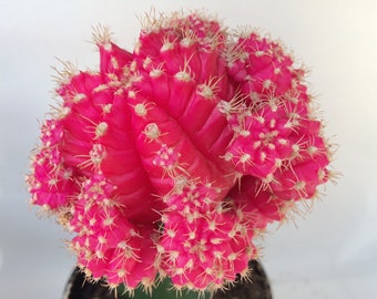 Small Cactus Plant - Grafted 'Moon Cactus' Bright Pink. Adds color to your terrarium or garden.