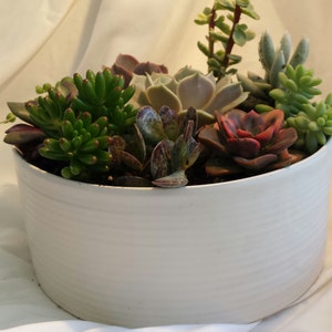 Succulent Plant. DIY Dish Garden Plants. Perfect Create Your Own Centerpiece. This is for plants only image 3