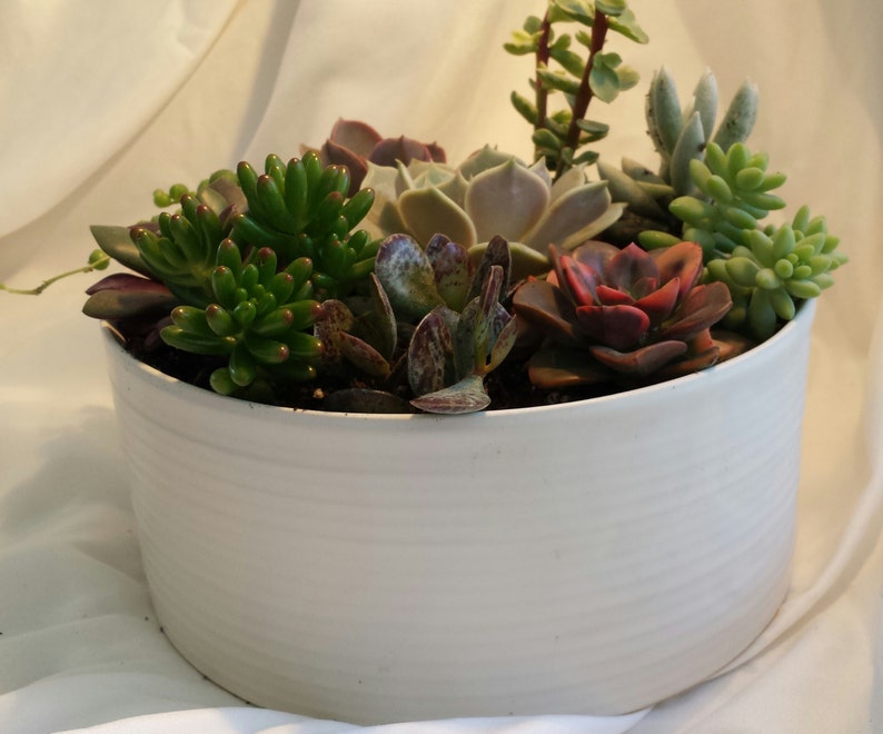 Succulent Plant. DIY Dish Garden Plants. Perfect Create Your Own Centerpiece. This is for plants only image 3