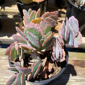 Succulent Plant Large Kalanchoe 'Aurora Borealis'. Very colorful like the true Aurora Borealis in the night sky. image 9