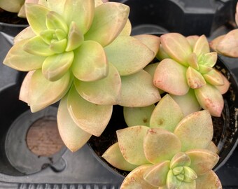 Medium Succulent Plant Graptosedum Sunsplash PPAF. A new and very rare Graptosedum, with beautiful coloring.