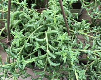 Mature Succulent Plant -String of Dolphins. Perfect for a hanging basket