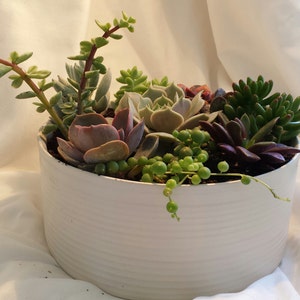 Succulent Plant. DIY Dish Garden Plants. Perfect Create Your Own Centerpiece. This is for plants only image 4